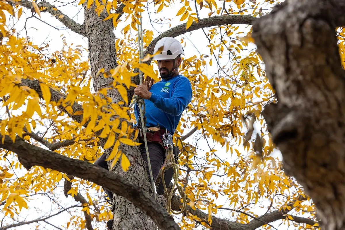Skilled Tree Planing crew working in Windham