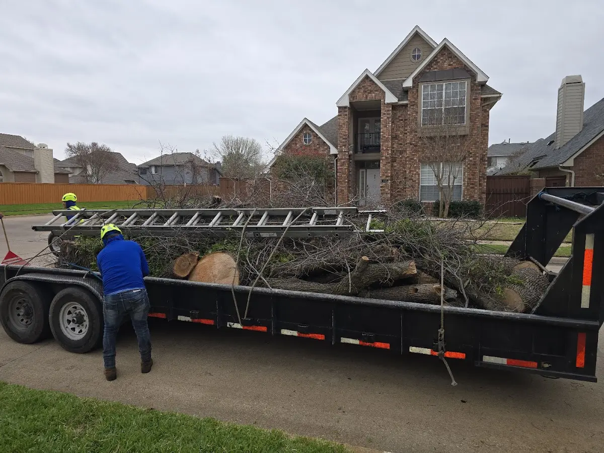 Expert Tree Pest Control with proper safety equipment in Windham